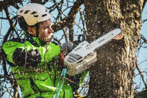 An arborist prunes a tree