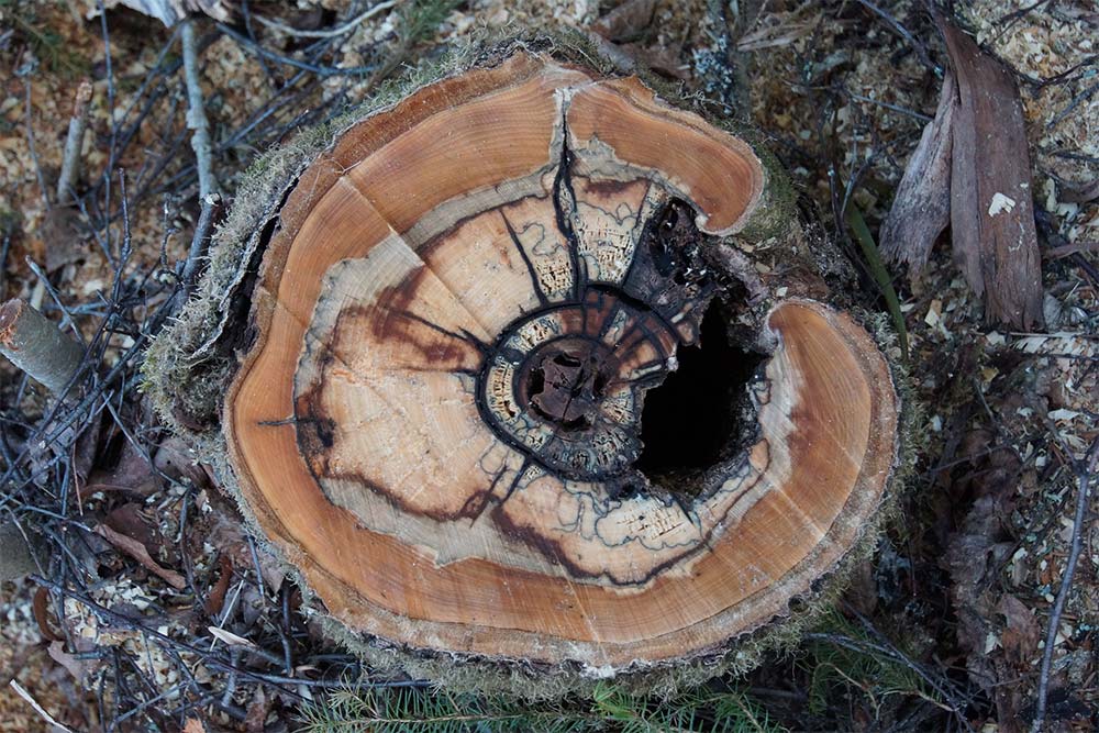 A rotten trunk