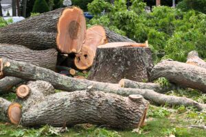 A Stump And Logs In The Backyard