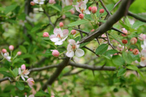 Cherry Blossom In The Spring