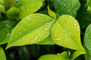 Dewy Leaves