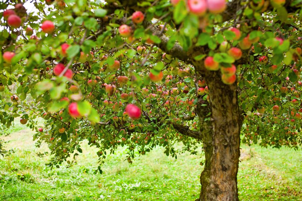 Planting fruit trees in Virginia like these beautiful red apples hanging from the tree is possible due to the favorable conditions of the state.