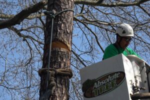 Tree removal by Absolute Tree crew.