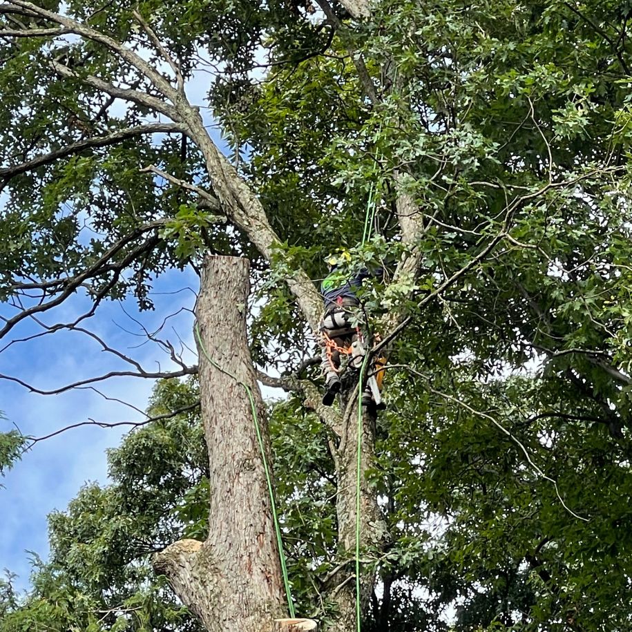 AT-website-homepage-section-pruning-trimming-man-on-tree