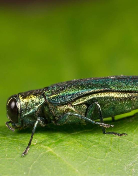 AT-website-insect-disease-section-emerald-ash-borer