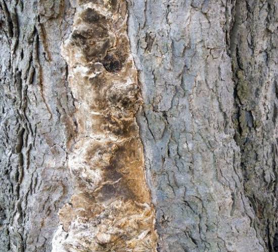 AT-website-insect-disease-section-tree-fungal-problem