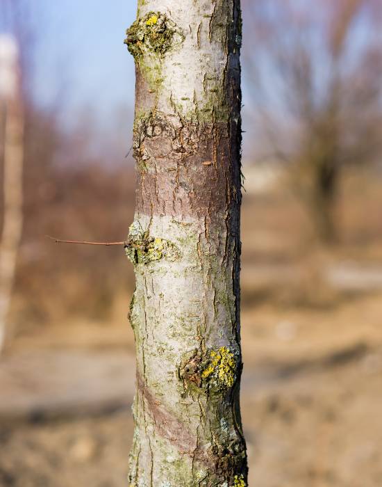 Flowering Cherry Tree - Bark splitting - What can I do? : r/arborists