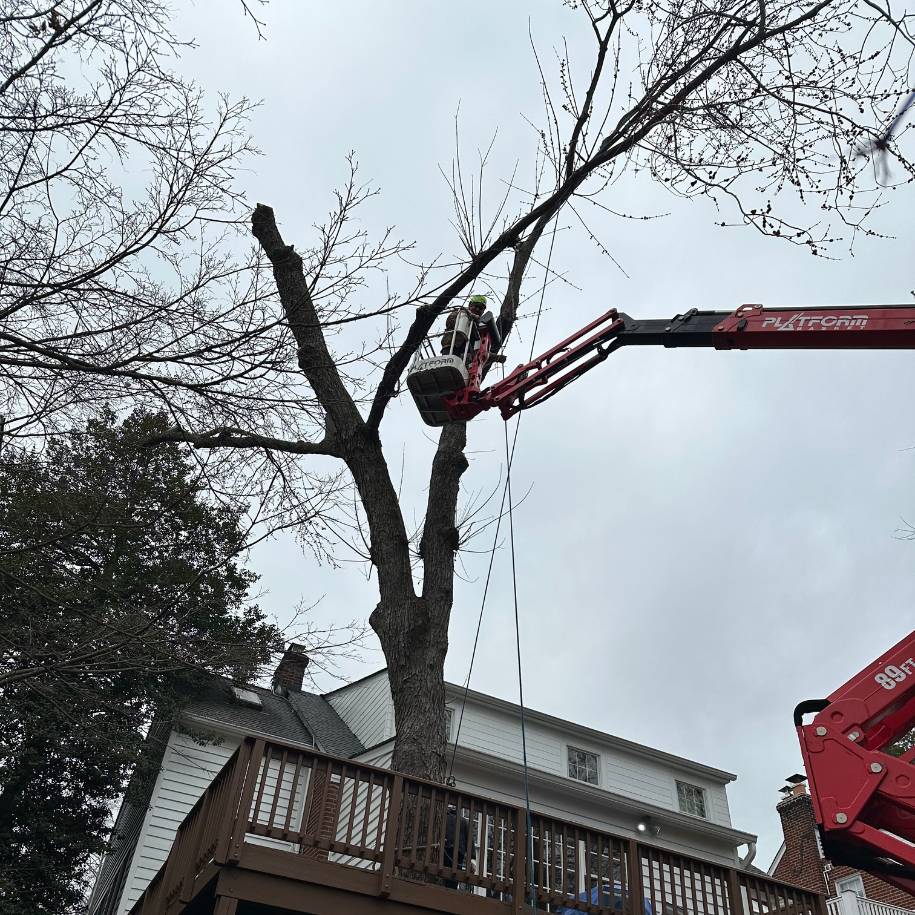 AT-website-tree-removal-section-man-red-crane