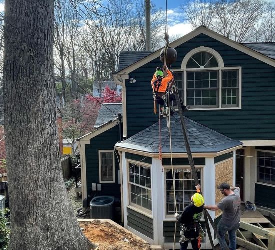 AT-website-tree-risk-section-house-man-top