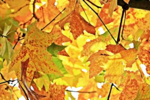 Bunches of orange leaves transitioning from green as fall arrives.