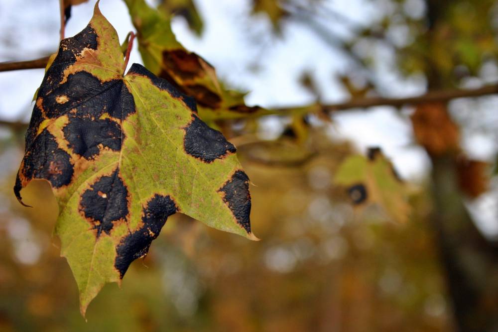 A withering maple leaf hangs from a branch with large black spots. Conditions such as this can be prevented with tree health management.