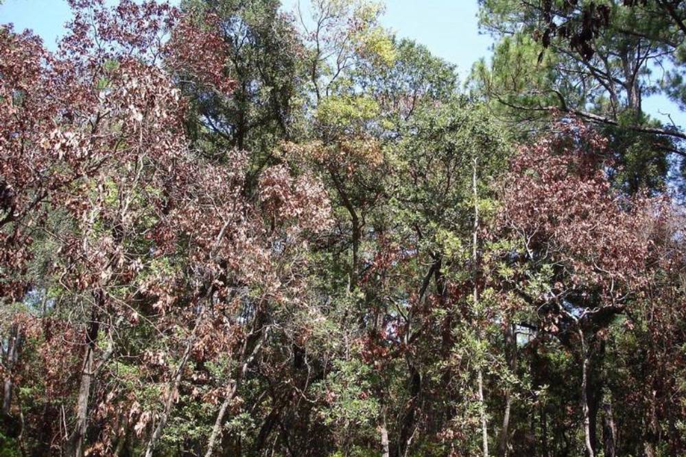 A stand of tall trees shows the effects of laurel wilt as several laurel tree canopies are sparse and brown next to unaffected species with healthy, green canopies.