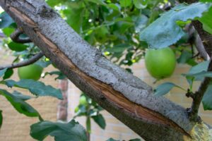 A longitudinal frost crack visible on a fruit tree branch with green leaves, showing bark splitting along the branch length.