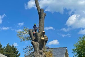 An Absolute Tree Service arborist safely removing a large oak tree near a Northern Virginia home using professional equipment and safety protocols.