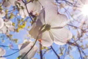 The flowers of a dogwood tree illuminated against a sunny, blue sky in Fairfax, VA.