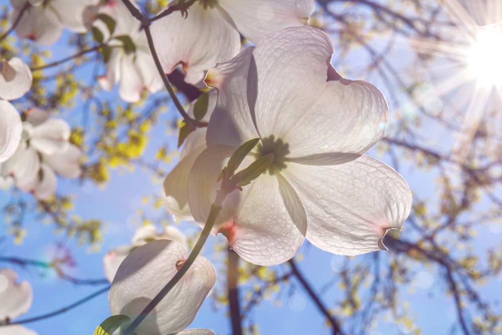 The flowers of a dogwood tree illuminated against a sunny, blue sky in Fairfax, VA.
