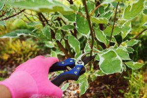 Homeowner carefully pruning a flowering dogwood tree in a well-maintained Great Falls, Virginia yard with Absolute Tree's professional guidance.