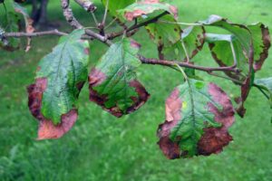 Discolored and damaged leaves on a tree in Fairfax, VA.