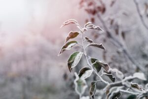 Frost and ice accumulation on tree branches in Northern Virginia showing winter weather conditions that create hazards for HOA communities.