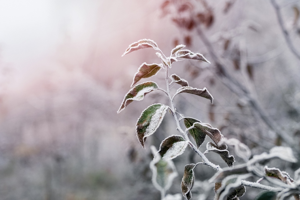 Frost and ice accumulation on tree branches in Northern Virginia showing winter weather conditions that create hazards for HOA communities.