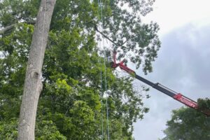 A spiderlift used to trim a tree on a residence in Northern Virginia