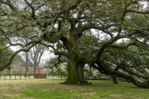 A massive mature oak tree with sprawling, twisted branches reaching low to the ground in an open grassy park setting.
