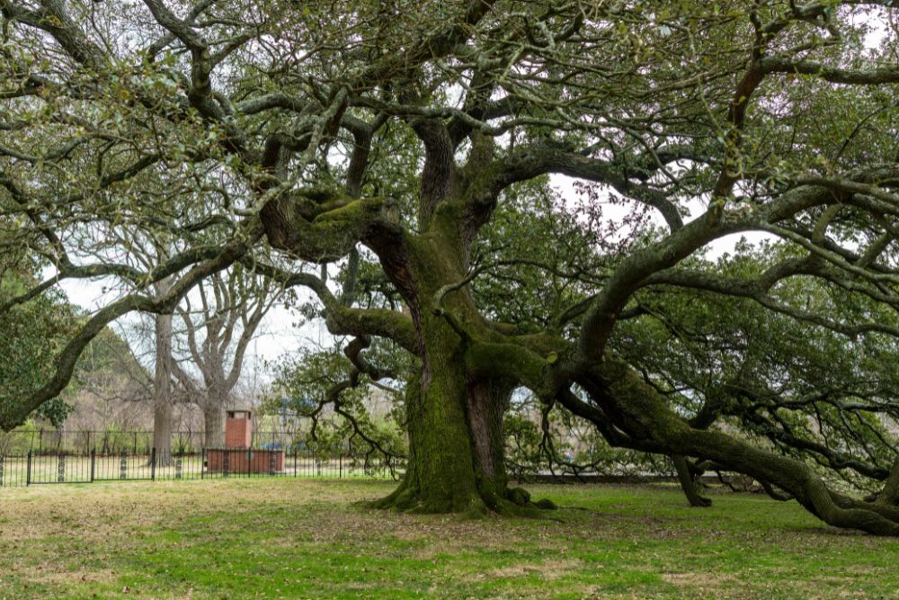 A massive mature oak tree with sprawling, twisted branches reaching low to the ground in an open grassy park setting.