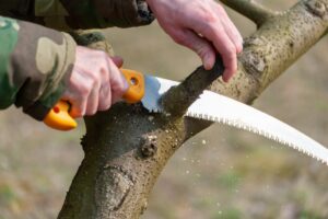 Hands holding an orange-handled pruning saw make a clean cut through a tree branch, showing proper pruning technique.