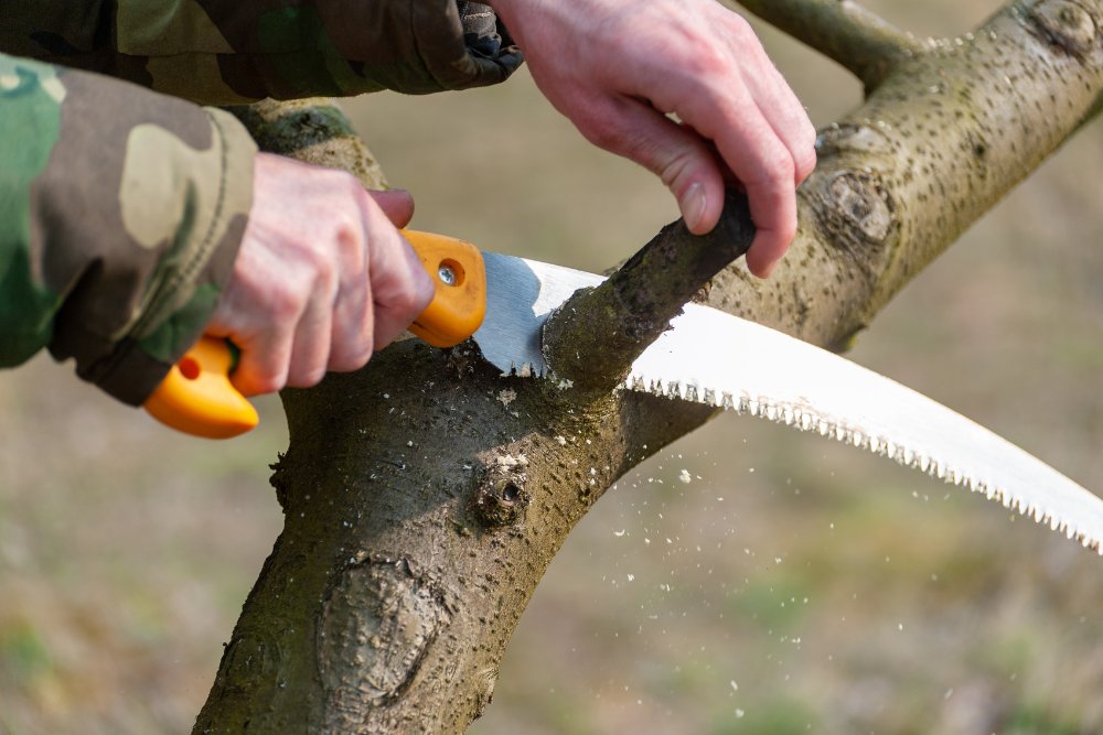 Hands holding an orange-handled pruning saw make a clean cut through a tree branch, showing proper pruning technique.