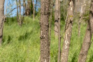 Multiple dead ash tree trunks with peeling bark and visible damage stand in a grassy area with green vegetation in the background.