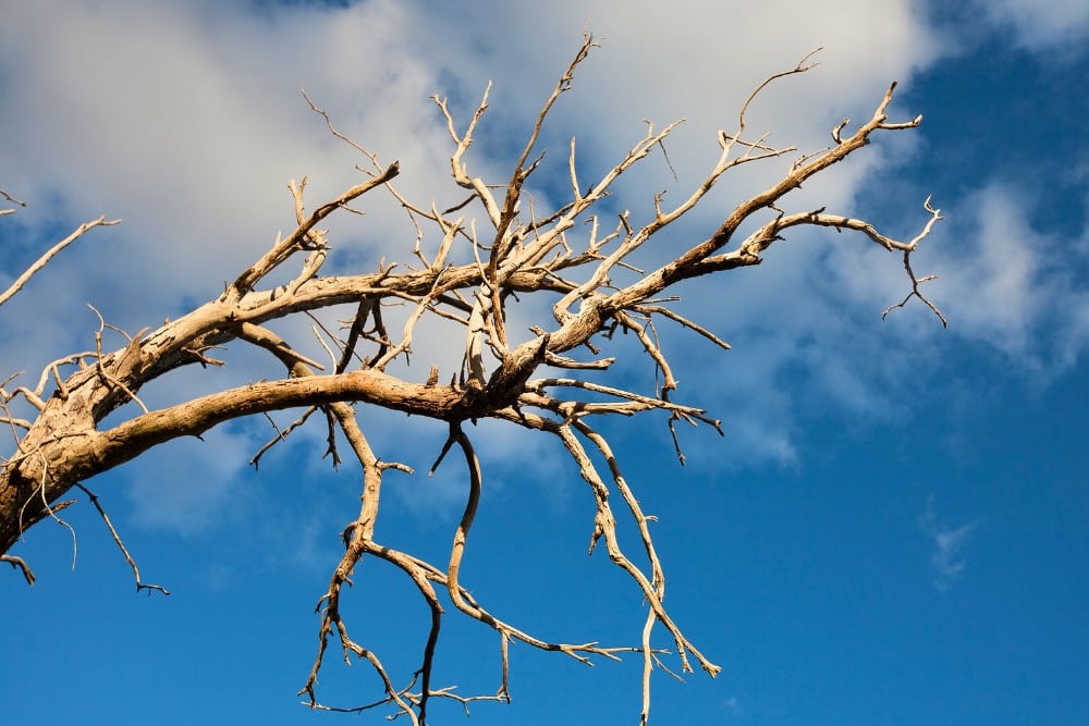 Bare, leafless dead branches extending against a blue sky, showing the brittle, dried-out structure of deadwood in a Northern Virginia tree.