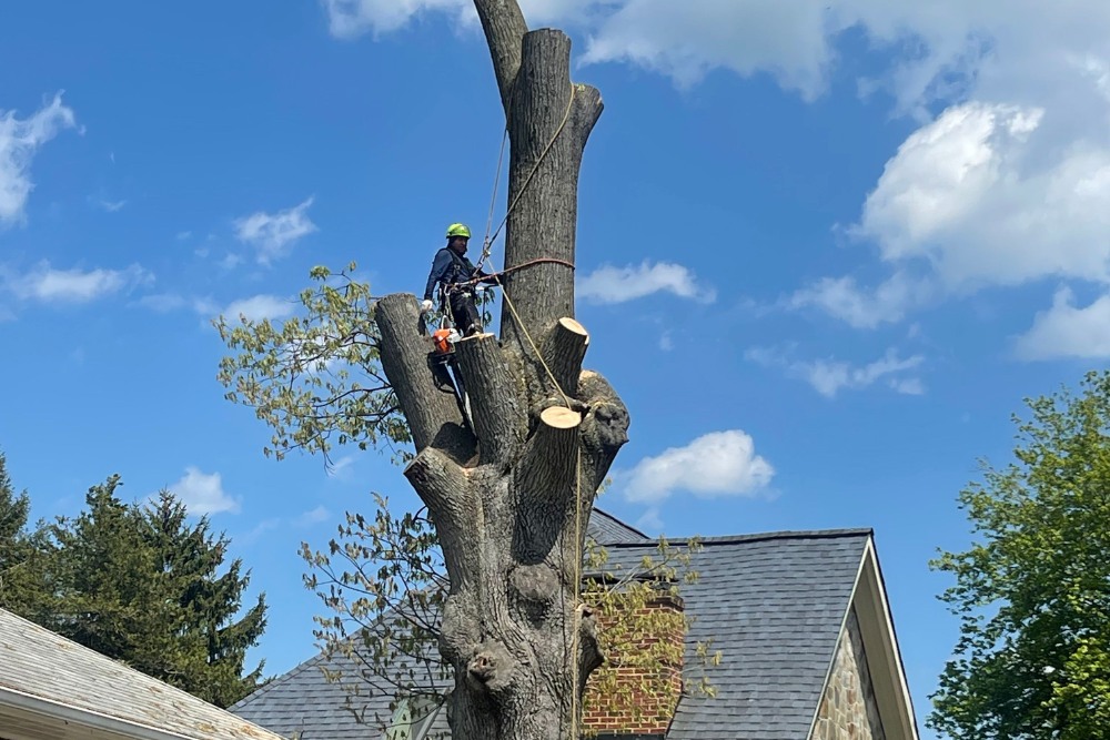 A professional arborist in safety gear and harness secured high in a large tree trunk that has been partially dismantled during a removal operation, with a residential home visible below.