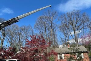 A crane lifts a section of a tall tree above a Northern Virginia home with a Japanese maple in the foreground.