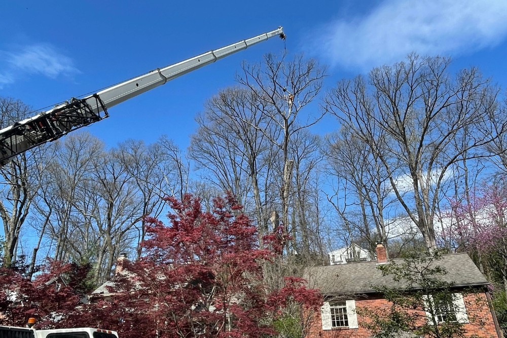 A crane lifts a section of a tall tree above a Northern Virginia home with a Japanese maple in the foreground.