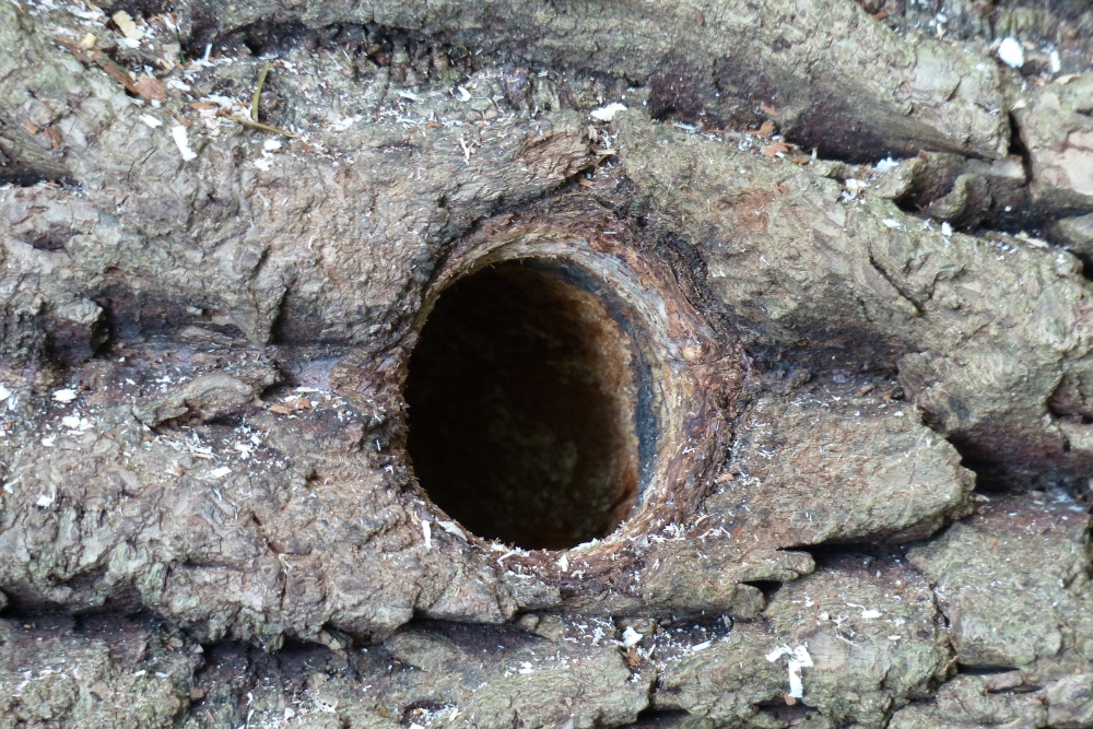 A hole in a tree from woodpecker hammering.