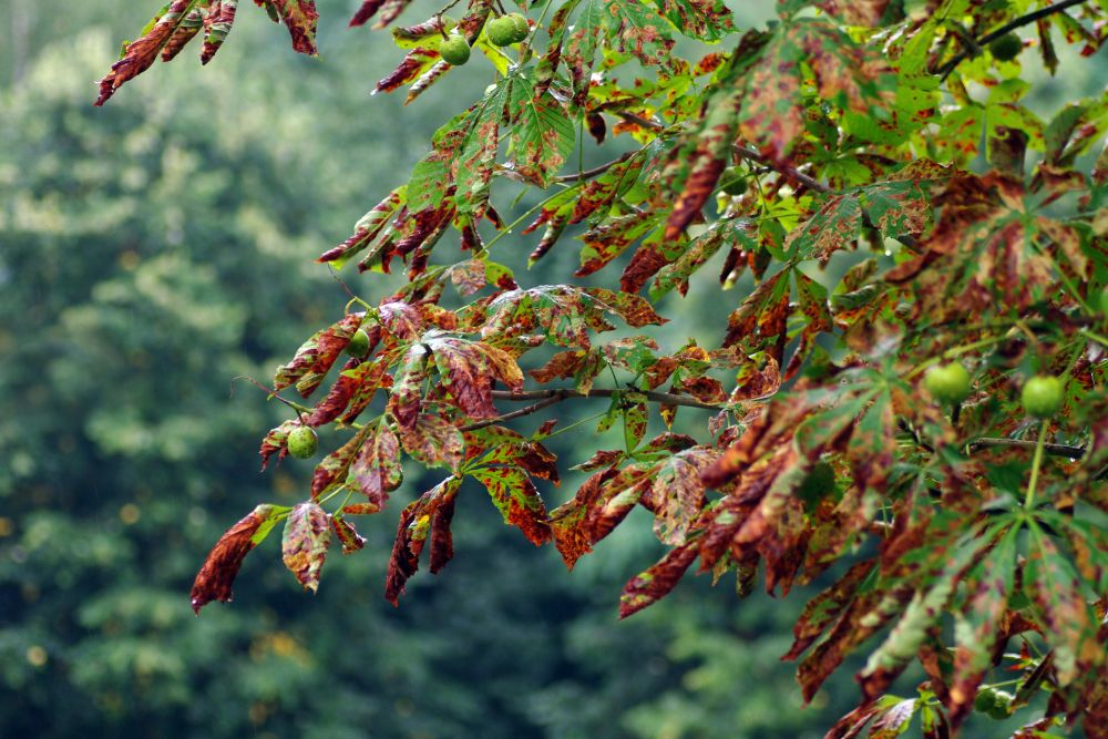 An unhealthy leaf indicating a problem with a tree.