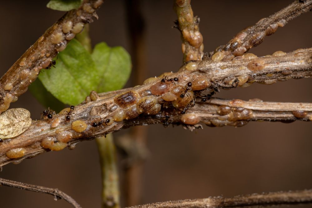 Close-up view of scale insects infesting a tree branch, showing their distinctive small, bumpy appearance.