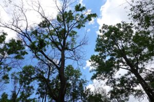 A tree with dead patches in its canopy, signaling a problem.