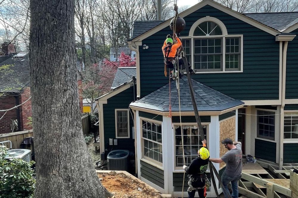 The team at Absolute Tree working to remove a tree in Alexandria, VA.