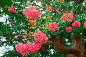 Flowering crape myrtle.