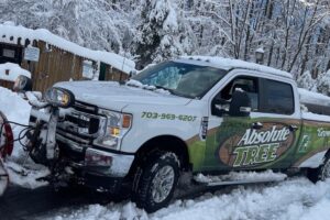 Absolute Tree truck with a background of trees covered in snow in a winter morning in Northern VA.