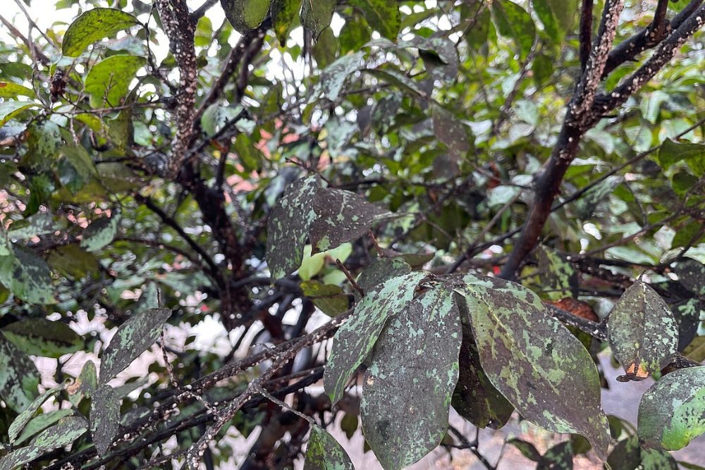 A crape myrtle infected with crape myrtle bark scale.