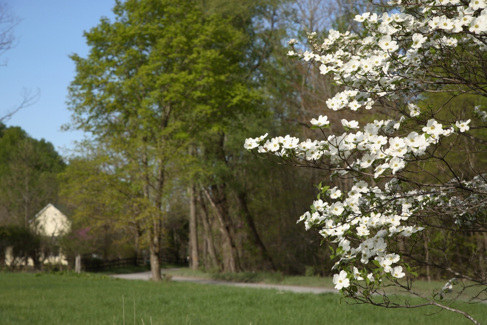 flowering dogwood during spring and trees at the bacground