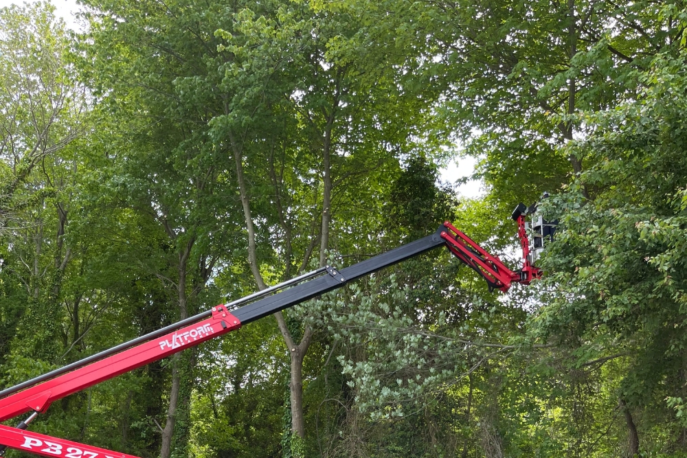 Tree pruning of an arborist on a spiderlift to remove dead/sickly branches 