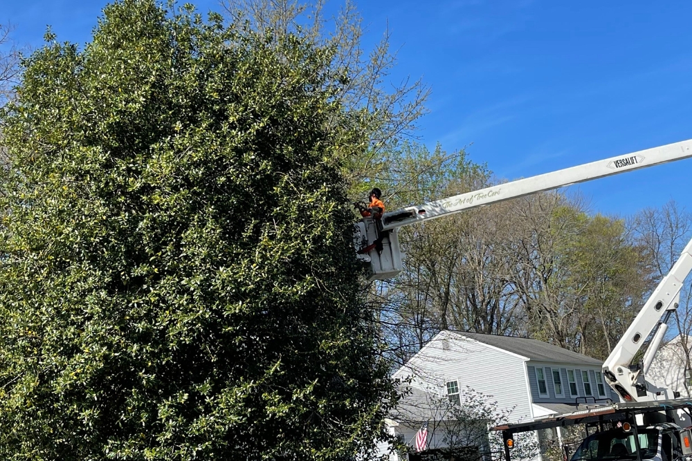 Arborist of Absolute Tree trimming a tree through a bucket truck for precise cuts and shape
