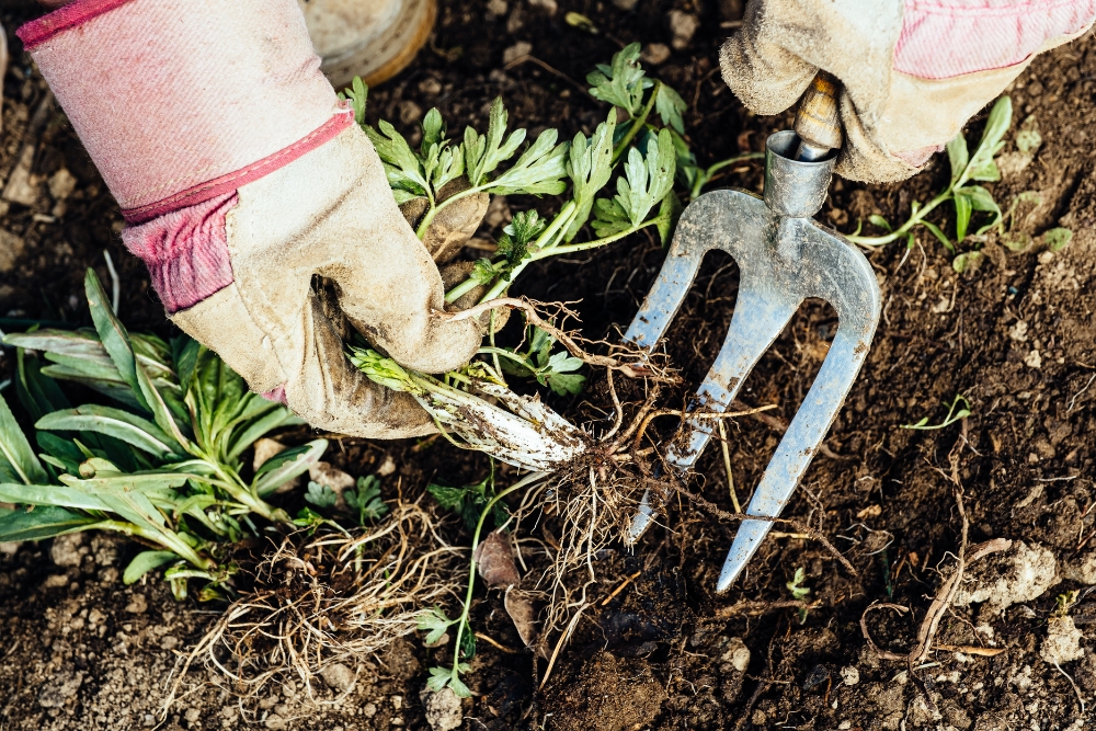 Hands with garden tools to weed out unwanted weed growth in the garden