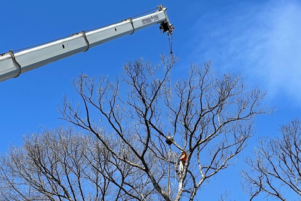 An arborist cutting a tree in sections and harnessed to a crane to be lowered down for safety