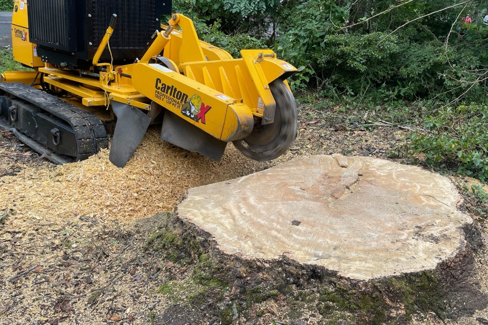 A close-up of a stumpgrinder in action grinding the remaining stump of a tree after a tree removal