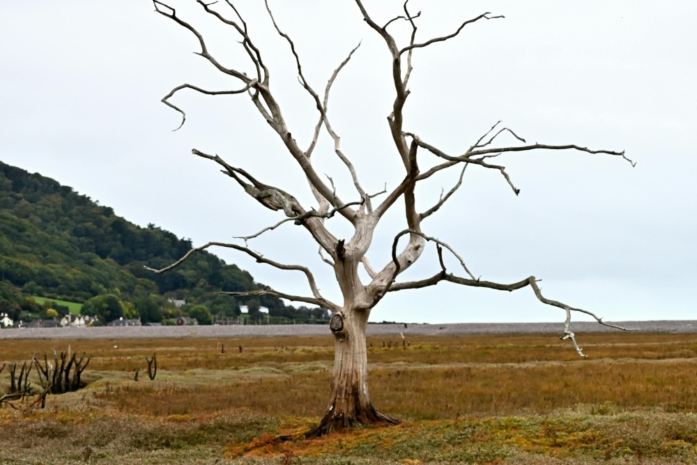 A good indicator that the tree is dead if leaves are not coming back during spring