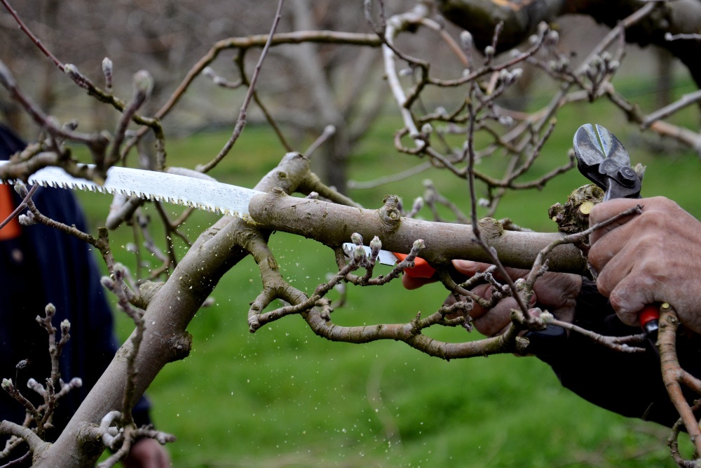 A handsaw use to prune a branch during spring on a tree of a property near Alexandria